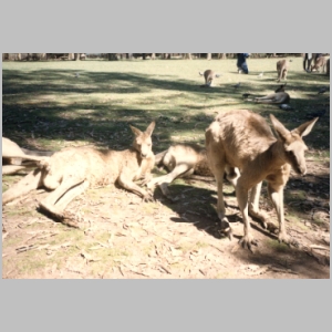 1988-08 - Australia Tour 104 - Kangaroos at Lone Pines.jpg